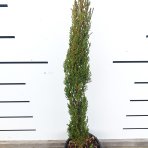 Cyprus vždyzelený (Cupressus sempervirens) ´PYRAMIDALIS´ - výška 90-110 cm, kont. C3L (-13°C)